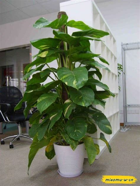 辦公室植物擺放位置 開花的樹種
